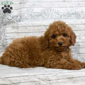 Sweetie, Mini Goldendoodle Puppy